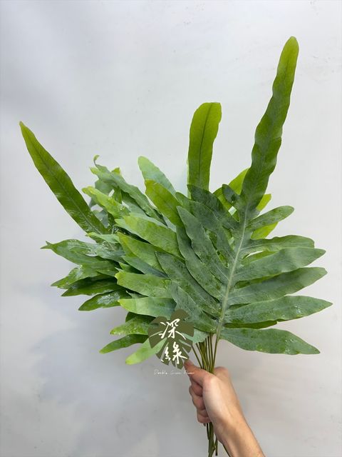 image_667269F3-1C6F-4931-93E1-37C93E4B663B_1765683384