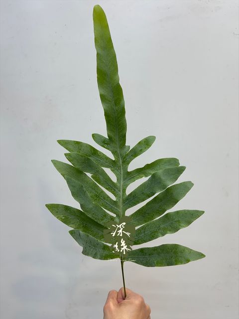 image_FF687B6E-9F2B-4A3C-8B2B-B6FA9310B4DD_1765683384