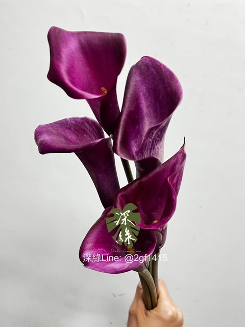 IMG_2821-1736915092189