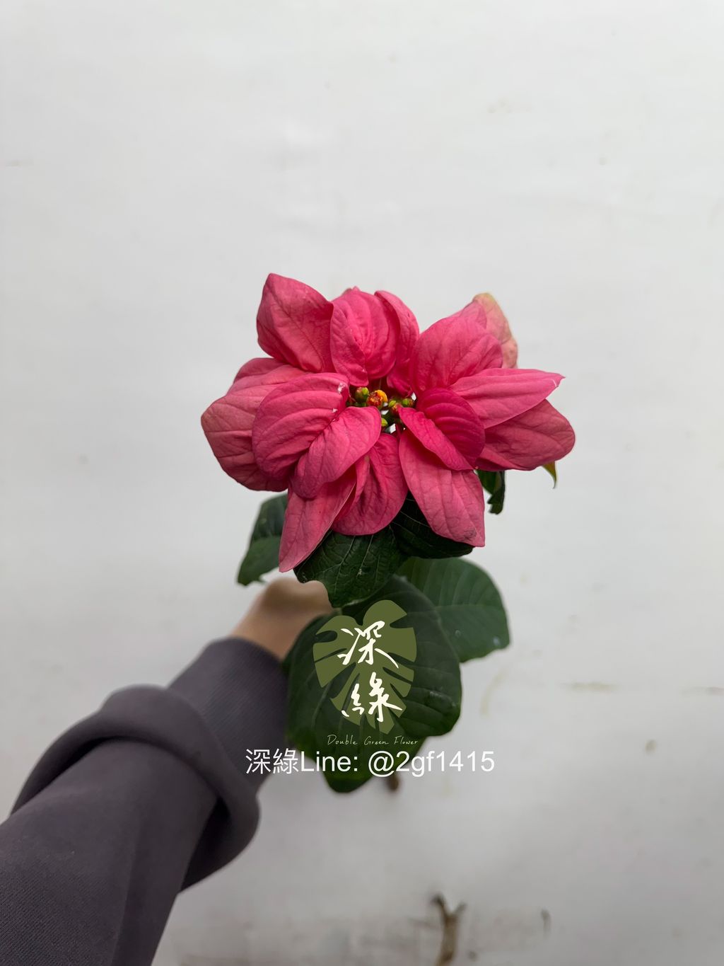 image_6857B211-7E53-4F94-8790-8DDBDFDBCDA5_1765772531