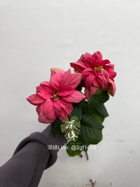 image_C3D40564-40DE-43E7-B51B-E656238D2D3F_1765772631