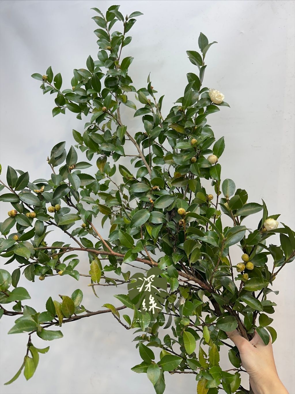 image_A9978CAE-D723-47E5-97DE-DD1E809B92D5_1764137240