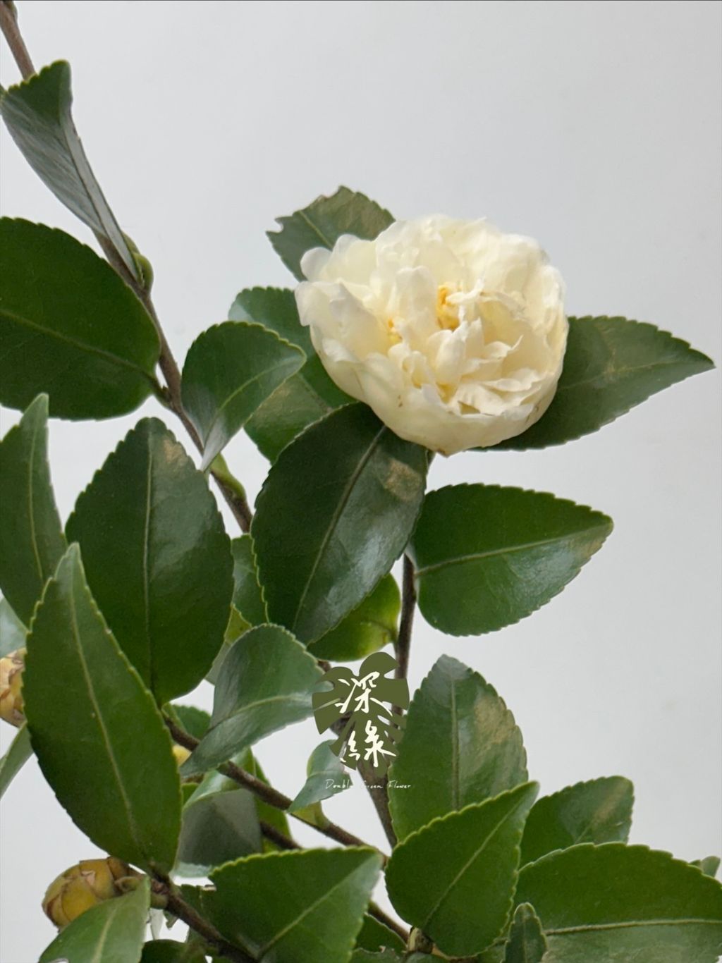 image_5616AE03-CC87-4811-B409-848C218DA013_1764137240