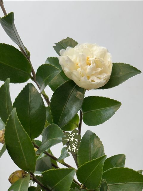 image_5616AE03-CC87-4811-B409-848C218DA013_1764137240