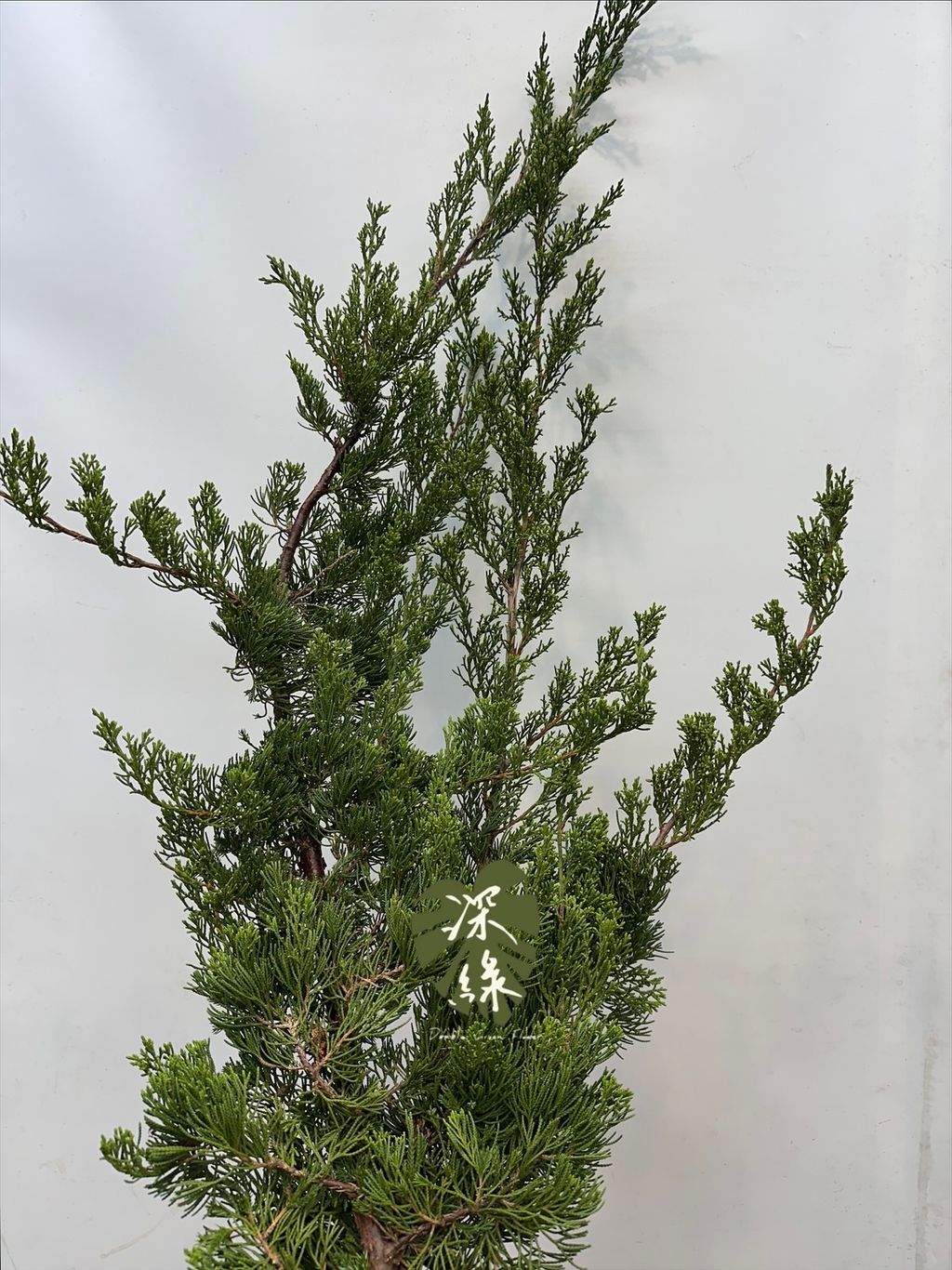 image_E3170AFA-2EF2-47B4-AF2B-BDD45B462640_1765914229