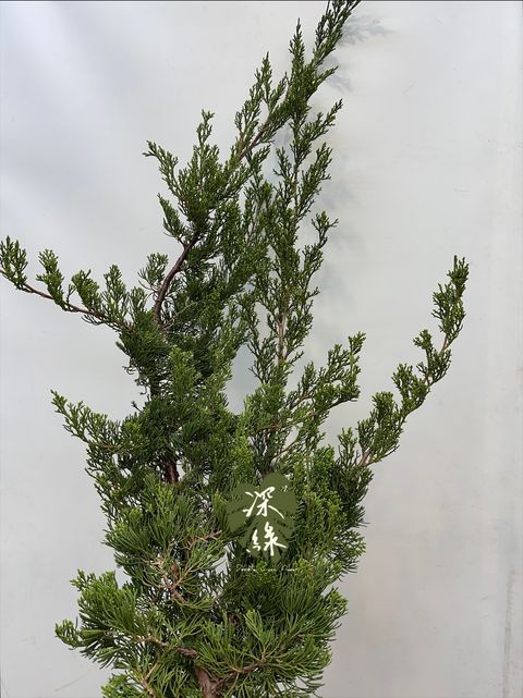 image_E3170AFA-2EF2-47B4-AF2B-BDD45B462640_1765914229