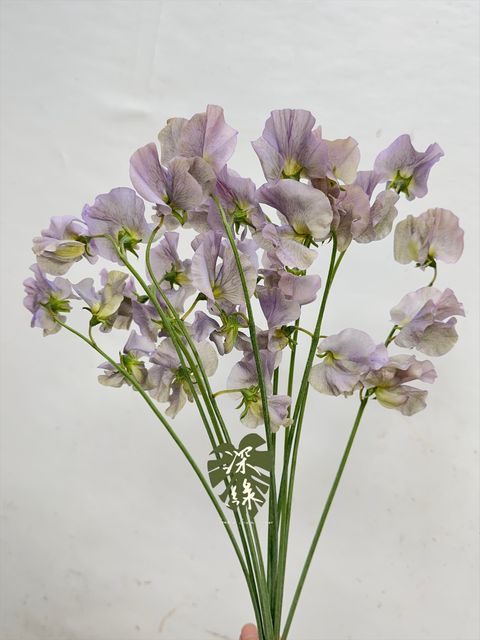 image_F8E3894F-6480-4732-B3EB-1738515BD972_1765948103