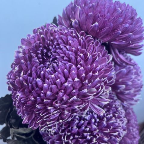 image_9EFD2BE3-2719-4A19-B605-0D811B662FD4_1765953728