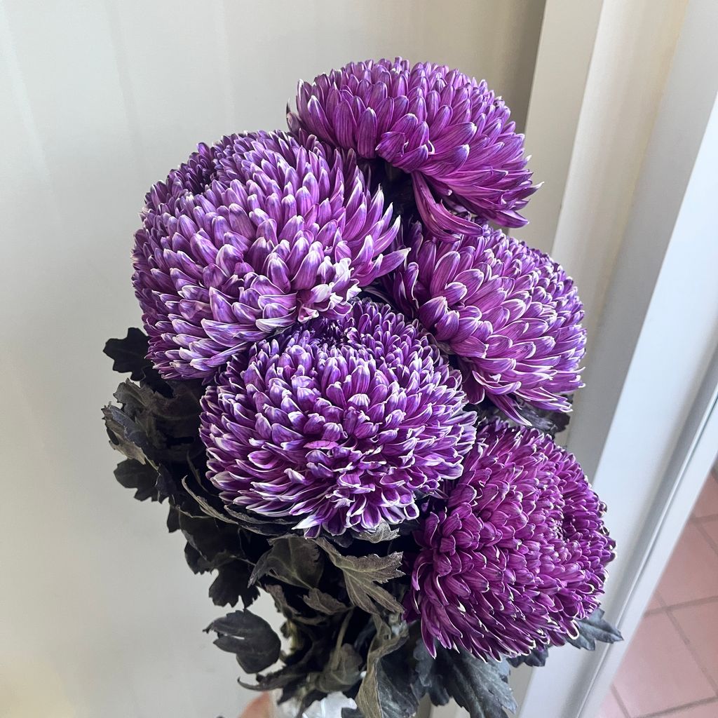 image_FD895052-6527-4C05-97C6-1F1BD421070E_1765953728