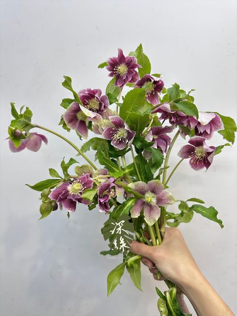 image_DA85A4B8-9A34-4689-99AA-8C67AE58C3C9_1766034335