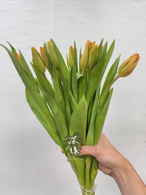 image_17032E46-C06B-4D3D-9C83-703A261F7683_1766034352