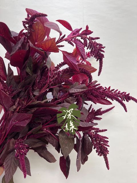 image_7C410CAE-68A0-4C98-A554-D97EF59CC686_1766034857