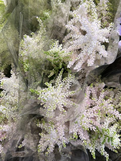 image_67580D59-B1E7-4251-8C97-D9A9D90BD517_1766112640