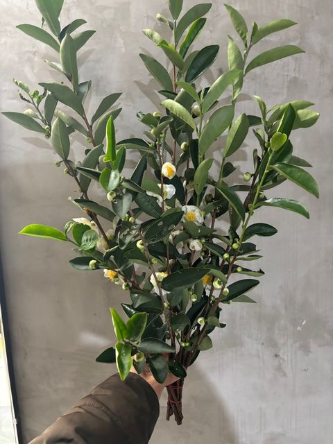 image_EEF62377-45F7-4303-9041-F900BD53AD23_1766299515