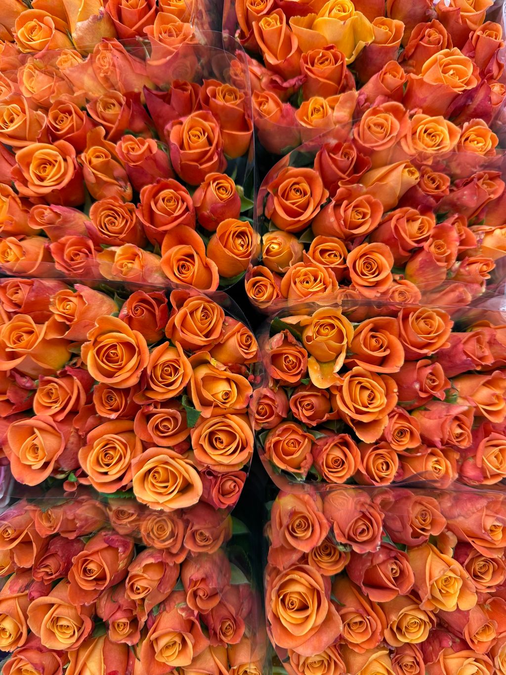 image_9FD109B8-EA9B-4F85-B522-673F43FC4B32_1766460637