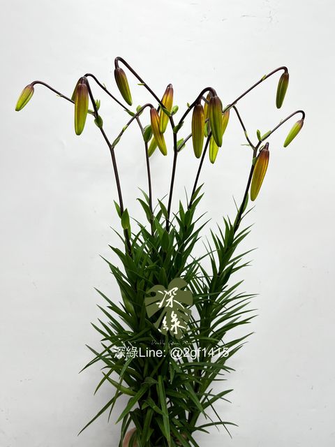 eZy Watermark_27-11-2024_12-48-49-7180下午-1732683466090