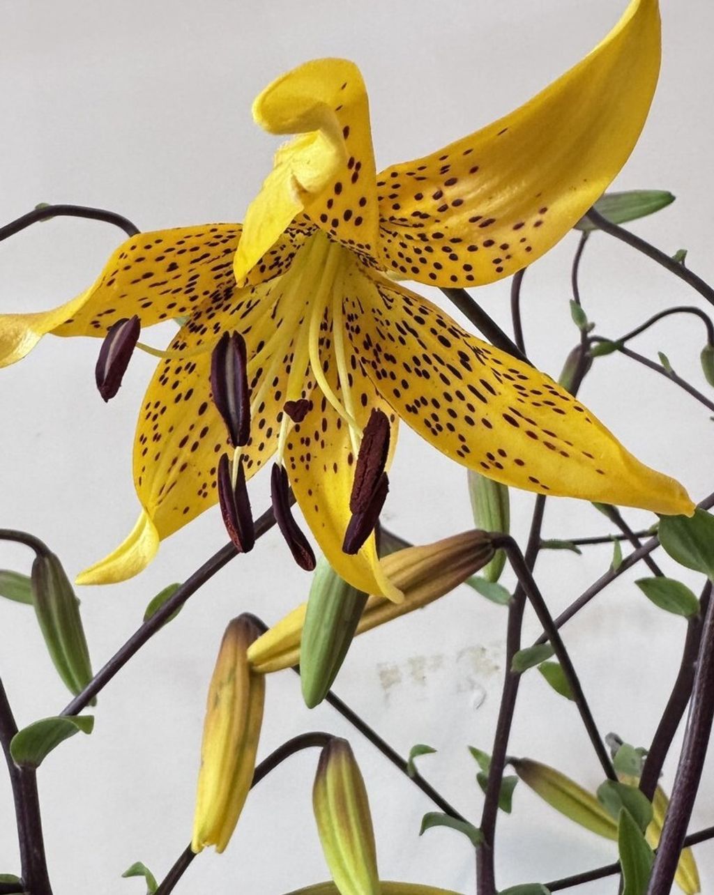 line_oa_chat_251223_152323