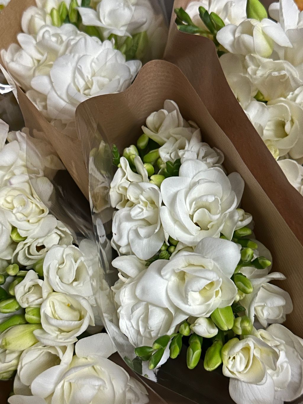 image_52915659-8FE7-4F2A-AB7C-7975A59AECBE_1766544015