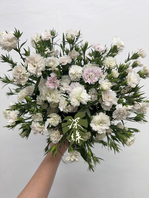 image_36058BC2-A972-426B-B65A-3D7FE1DA44D6_1766545785