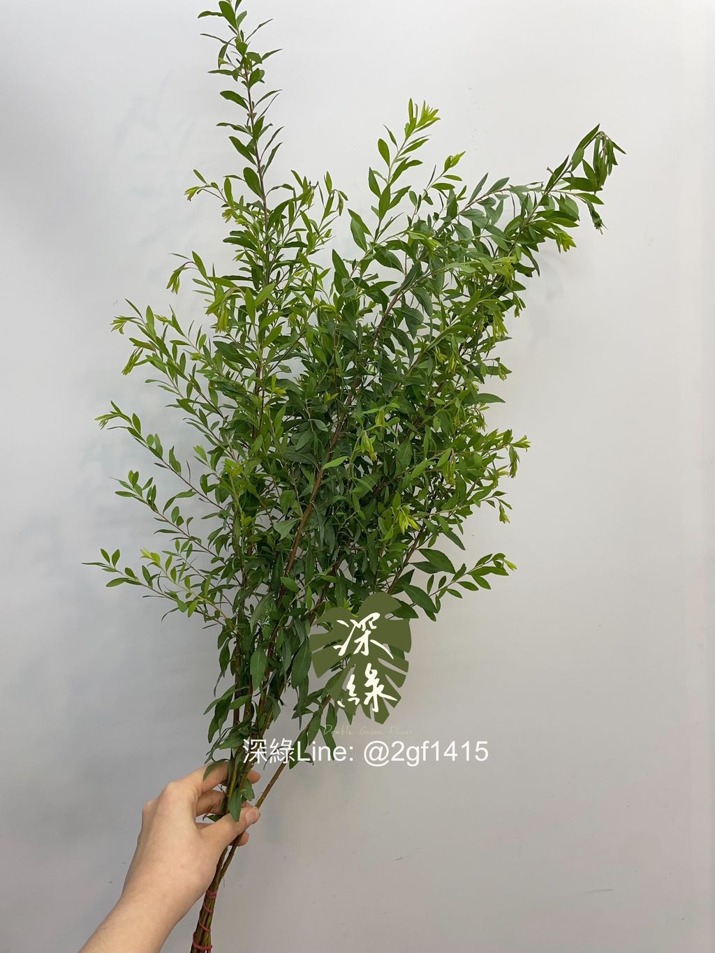 image_D8FD9A34-AE0D-4BE0-8D88-DEE97B35207E_1744783113