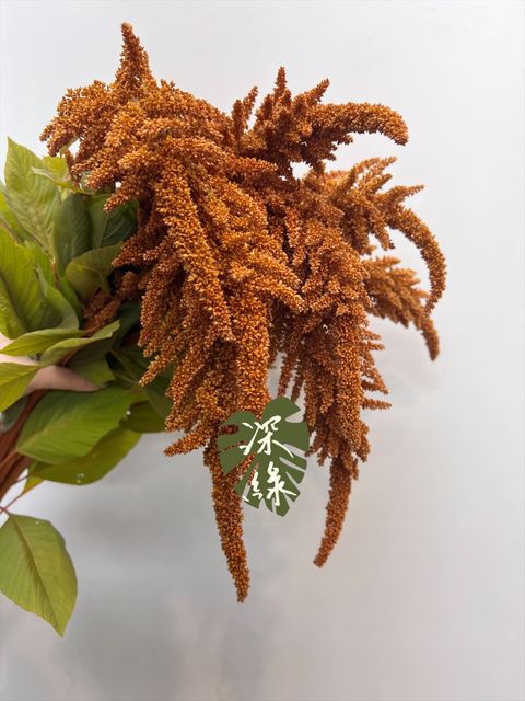 image_1CA43DBB-9068-41BD-A878-58EAC639FBB1_1766634696