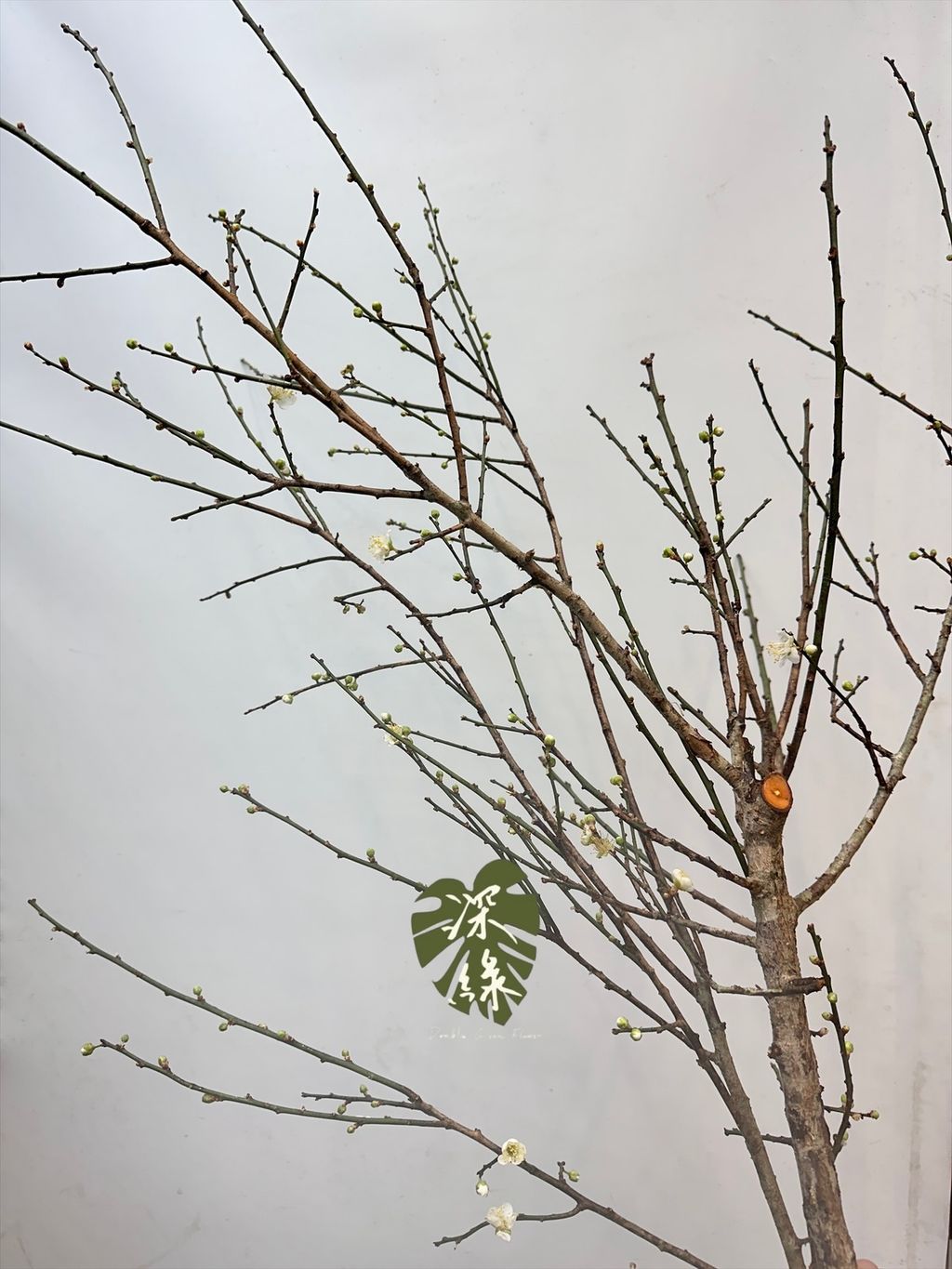 image_DF241ED2-F0E9-4E9F-B8A6-1CB7F57BA239_1766884644