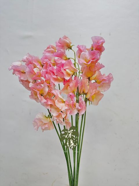 image_359FCE26-B862-4704-93BC-8F60114A0284_1766981461