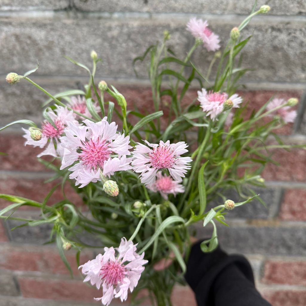 image_7E089233-5F21-4539-B8F3-B7F1F805A533_1766986827