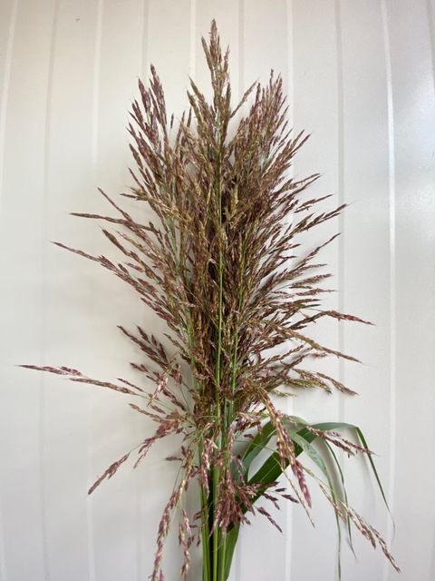 image_51E2DC1F-FCDB-439F-A23C-33A8DCD49366_1766992138