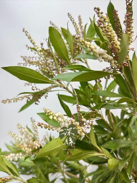 image_8159C299-2430-4C75-945D-569C2A55EF12_1767073550