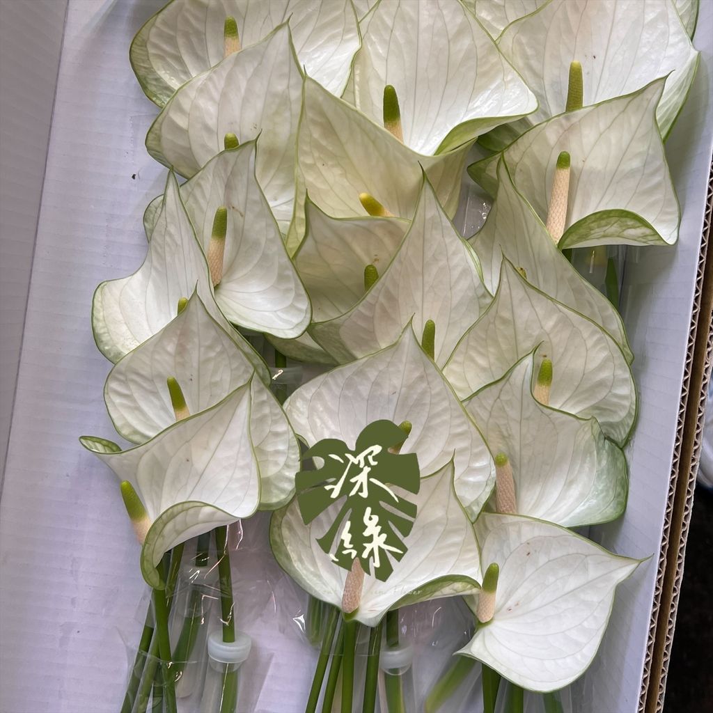 image_34BEA234-2396-43BF-8AB5-34609A6602EF_1763098367