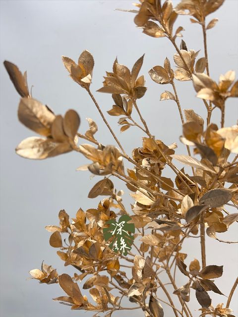 image_69164514-CC91-4720-9B92-346B27F3A078_1767437563