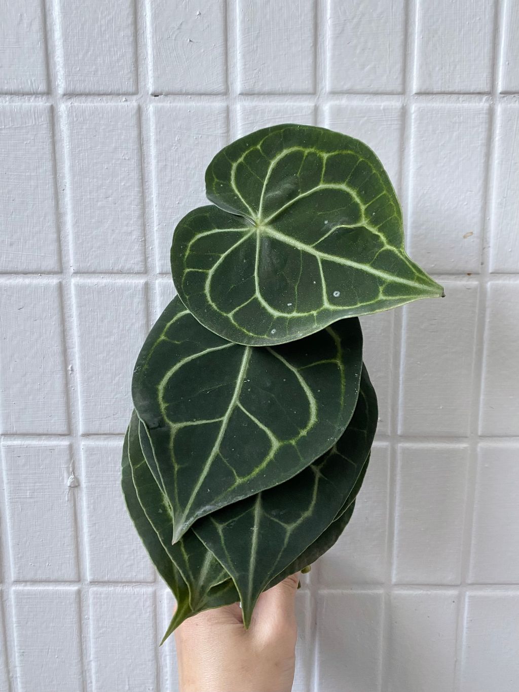 image_3077A1C4-2D30-442C-B165-C9E3DB4E887A_1767600858