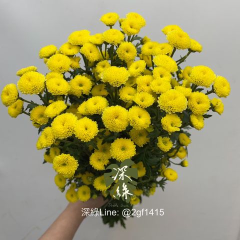 image_8CFC9C96-1006-4815-B5BF-99F9CCAD8DA2_1767668076