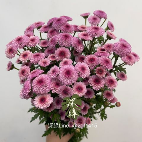 image_6C5DB94C-0AD5-4FAF-8819-46B191955999_1767668233