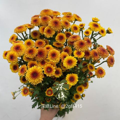 image_6F178254-5FCA-4E9B-B2A7-9F0B079EDD2A_1767668384