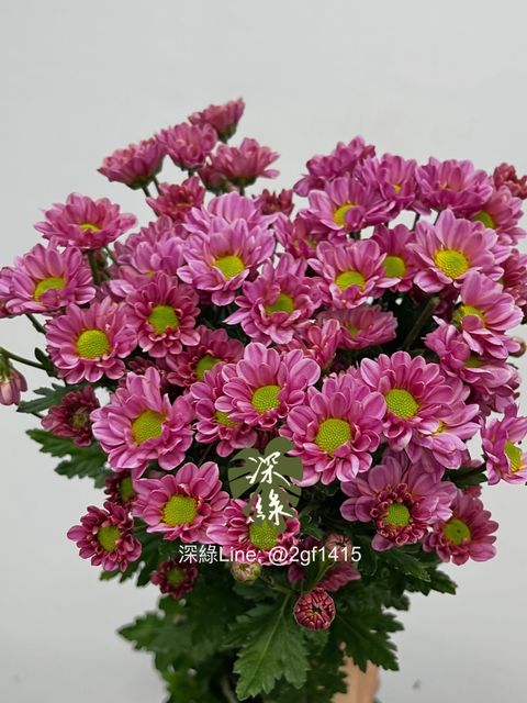 IMG_7474-1738635717262