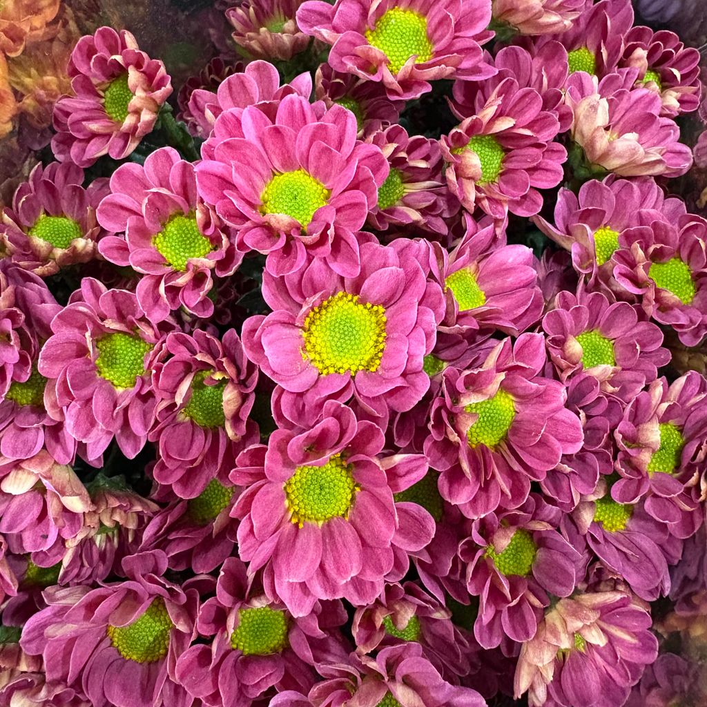 image_A4B23B47-62B8-4B1D-8FD3-82F70CD754B3_1767685590