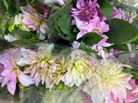 image_107C55DB-7D8A-4B46-B571-9DE5E61956BD_1767758998