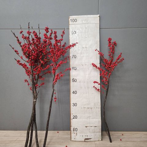 image_55DC184C-6EF2-4A64-AF24-7AA5A8A4C71F_1767767991