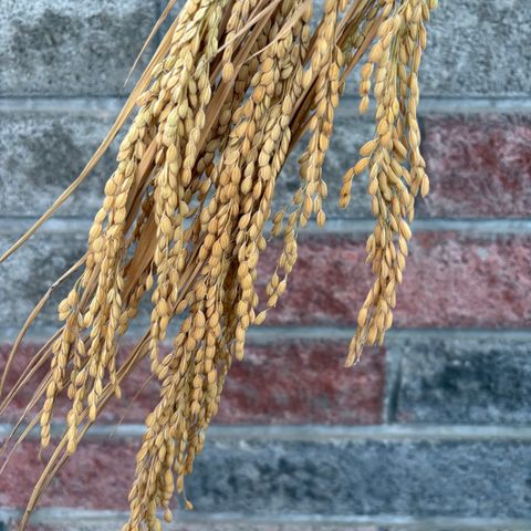 image_611E4D5B-4FAF-4CD7-A854-E0B0F03CEFC1_1767769418