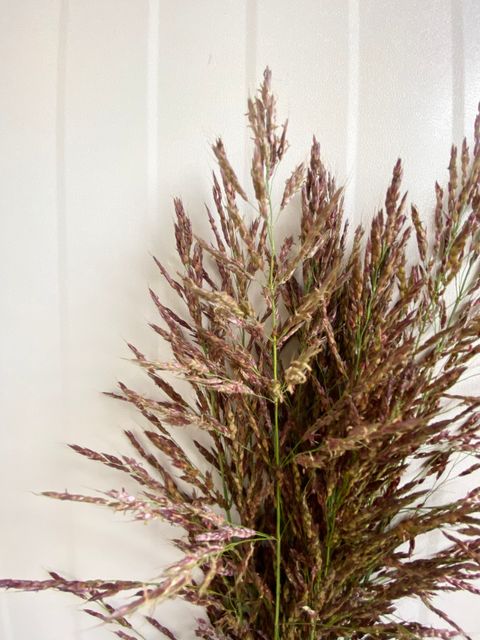 image_B871E0A6-7372-45ED-9648-52EF69EAFA85_1766992178