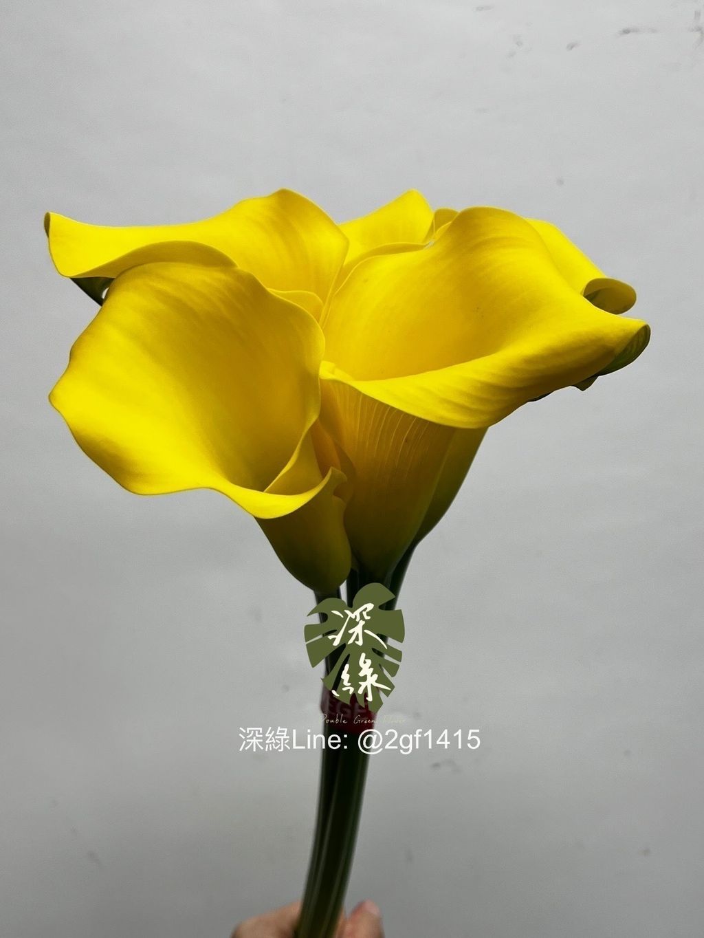 IMG_6323-1733629714599