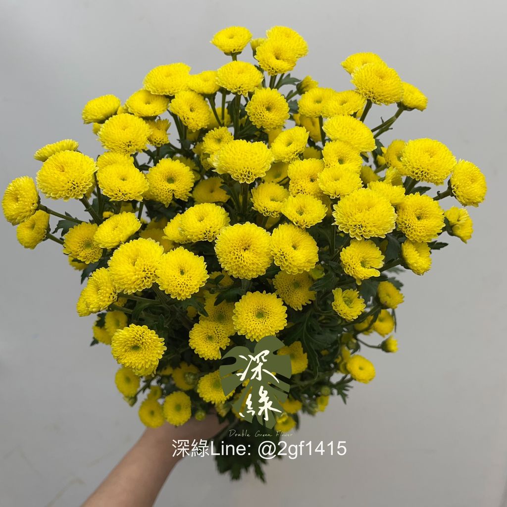 image_8CFC9C96-1006-4815-B5BF-99F9CCAD8DA2_1767668076