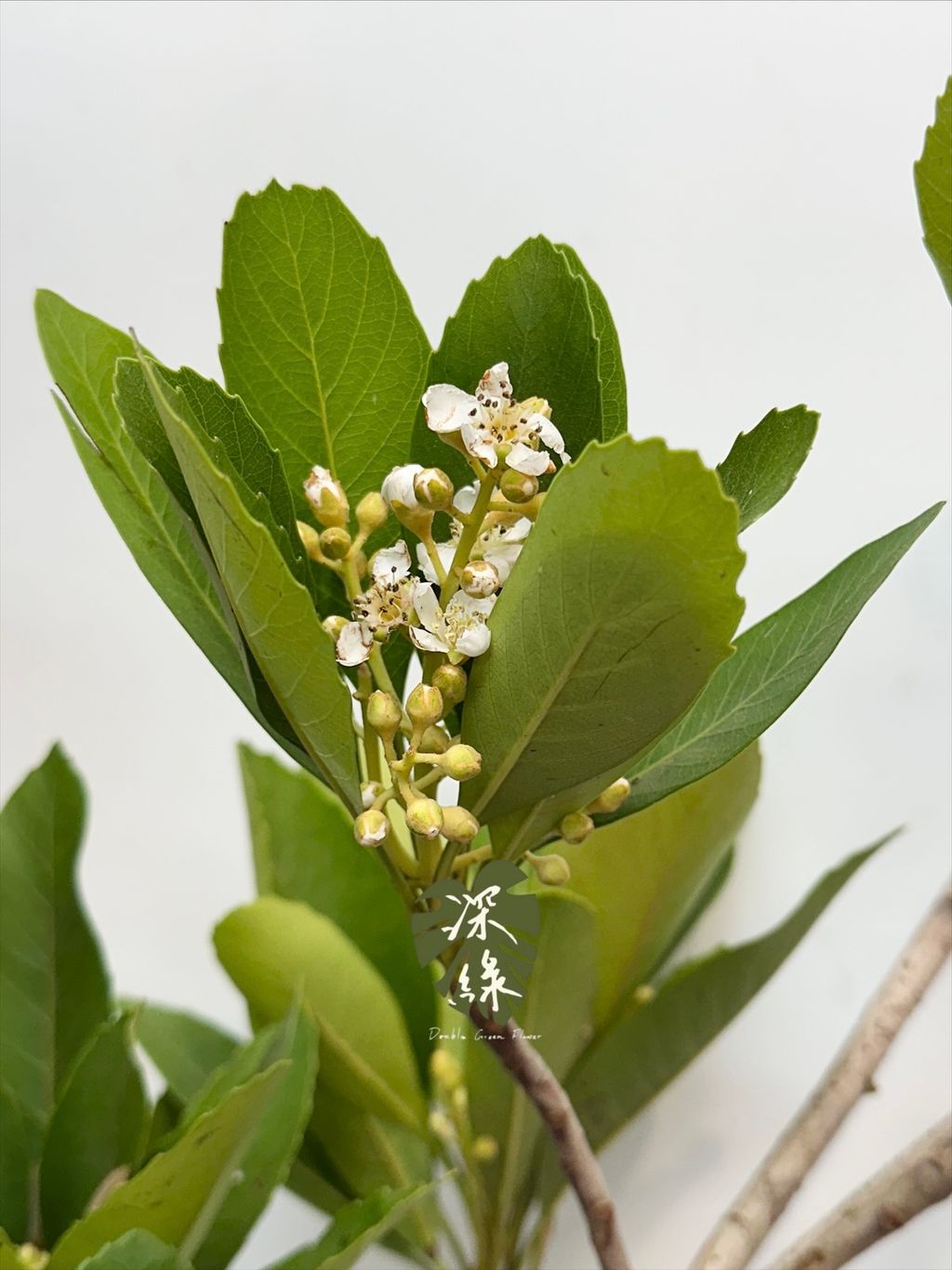 image_9289B247-F38C-4654-BD14-E2C965A5EF67_1768106406