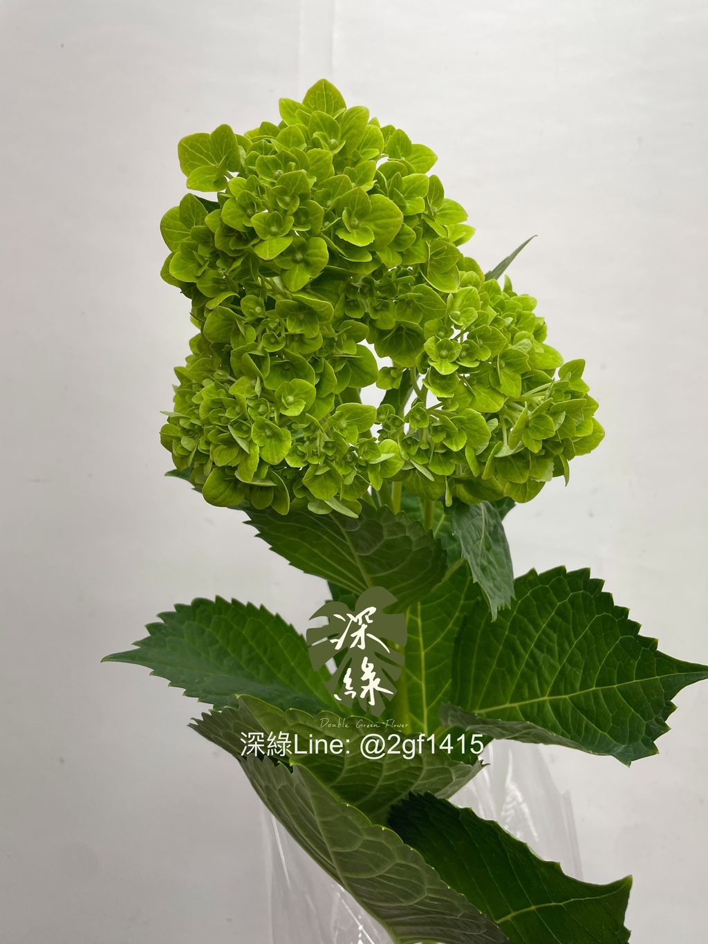 image_D623E18C-A712-4AC7-943C-9FC243A30BF2_1768201309