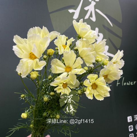 image_A15CC961-6C0A-476F-88DB-D5EEC747A733_1768201428