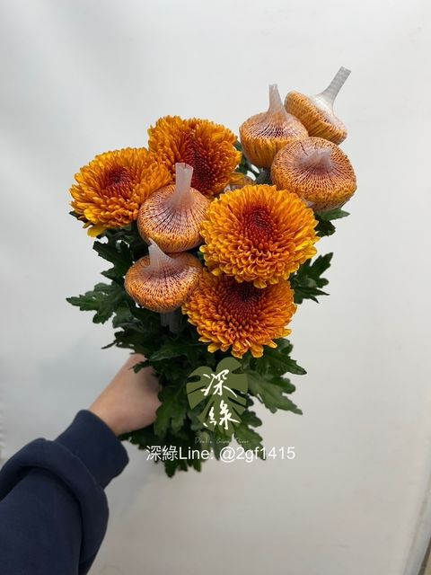 image_3904F252-F604-4B0E-B937-7494B5A9BA27_1768103600