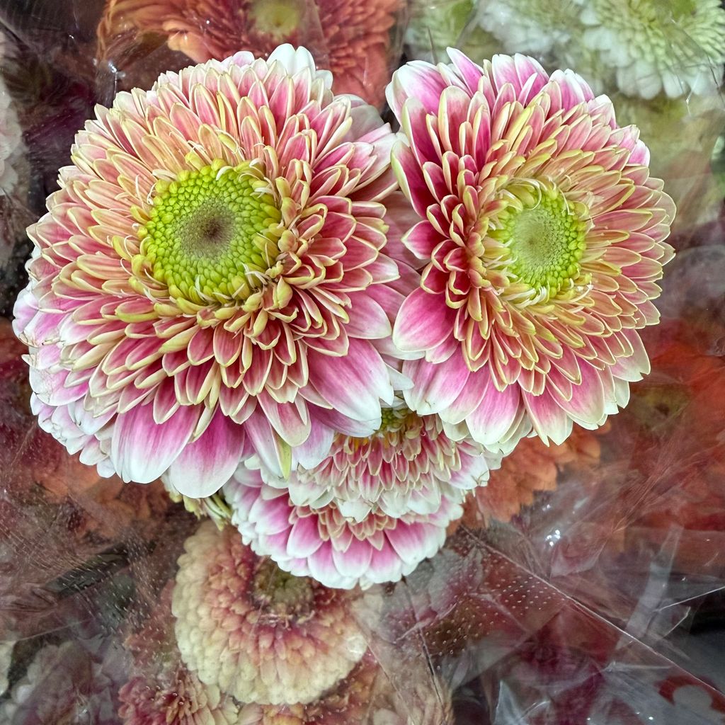 image_DA31D65E-C720-49E7-8FC6-1CAB17879AC4_1768204087