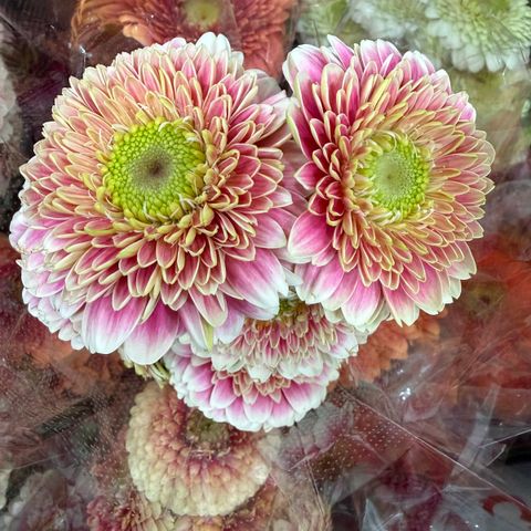 image_DA31D65E-C720-49E7-8FC6-1CAB17879AC4_1768204087